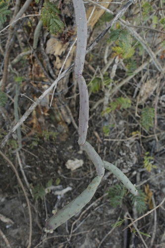 Tacinga funalis, photograph 3