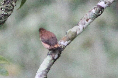 Black-throated Munia (Lonchura kelaarti)