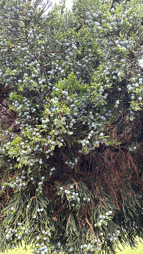 eastern redcedar