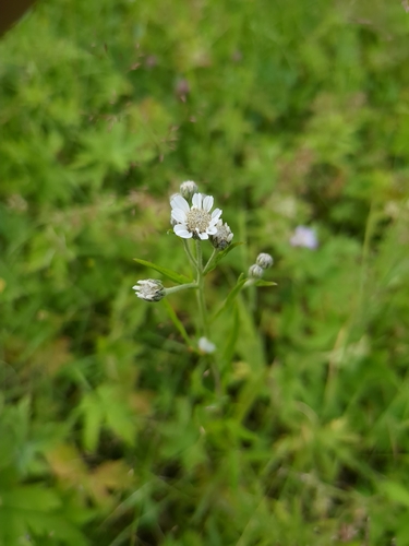 Sneezewort