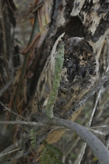 Tacinga funalis, photograph (c) Gabriel Fernandes, some rights reserved (CC BY)