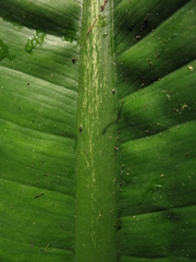 Dieffenbachia parlatorei