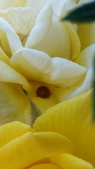 Cycloneda