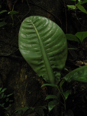Dieffenbachia parlatorei
