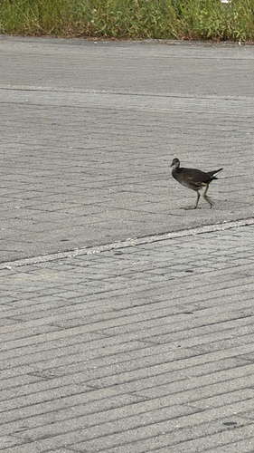 Common Moorhen