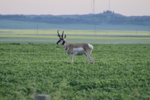 Pronghorn photographed in North Dakota