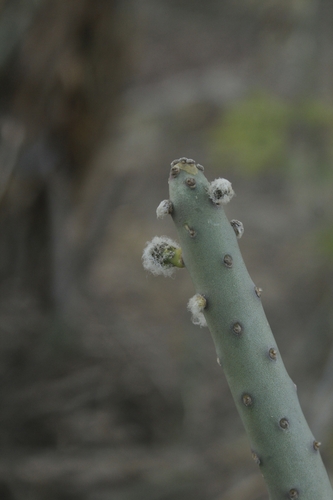 Tacinga funalis