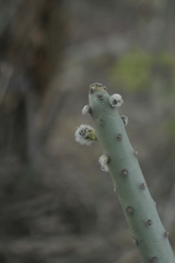 Tacinga funalis, photograph (c) Gabriel Fernandes, some rights reserved (CC BY)