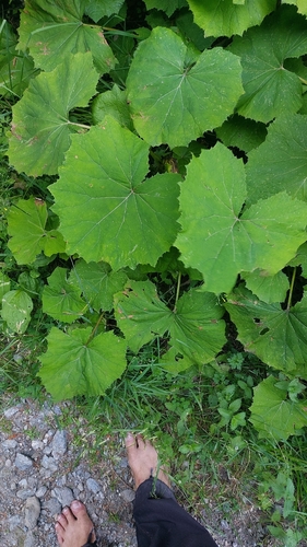 Petasites albus, photograph 5