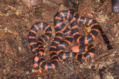 Micrurus multifasciatus
