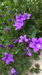 Campanula poscharskyana