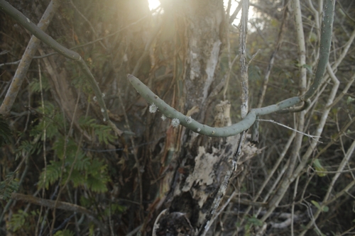 Tacinga funalis, photograph 5