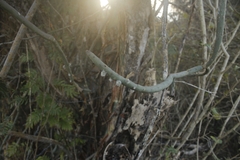 Tacinga funalis, photograph (c) Gabriel Fernandes, some rights reserved (CC BY)