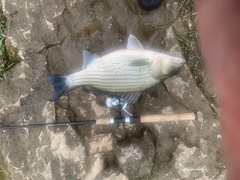 Morone chrysops × saxatilis