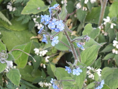 Pentaglottis sempervirens