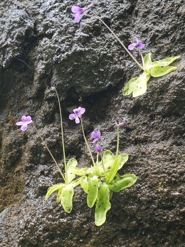 Pinguicula macroceras