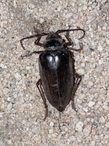 iNaturalist observation photo of California Root Borer