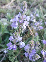 Veronica capsellicarpa
