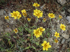 Eriophyllum lanatum integrifolium