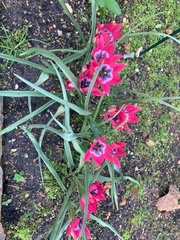 Tulipa humilis