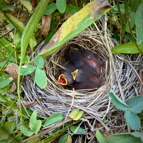 iNaturalist observation photo of Dark-eyed Junco