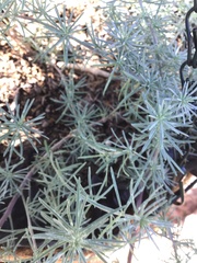Lotus berthelotii