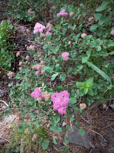 iNaturalist observation photo of Mountain Spirea