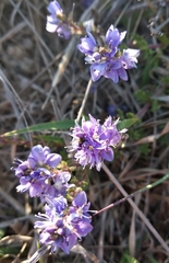 Veronica capsellicarpa