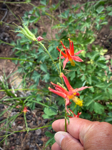 iNaturalist observation photo of western columbine