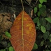 Ficus tonduzii - Photo (c) Mateo Hernandez Schmidt, some rights reserved (CC BY-NC-SA), uploaded by Mateo Hernandez Schmidt