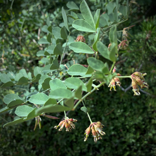 iNaturalist observation photo of Big deervetch