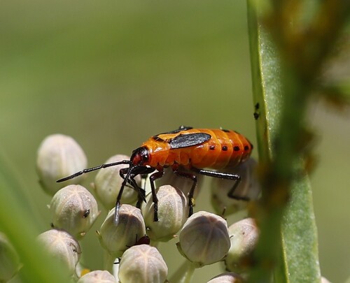 iNaturalist observation photo of Large Milkweed Bug