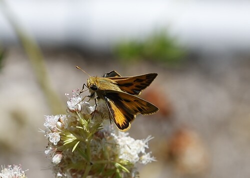 iNaturalist observation photo of Fiery Skipper