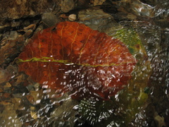 Ficus tonduzii