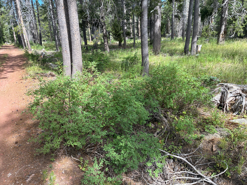 iNaturalist observation photo of Roundleaf Snowberry