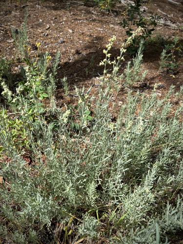 iNaturalist observation photo of Silver Wormwood
