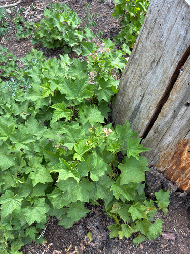 iNaturalist observation photo of thimbleberry