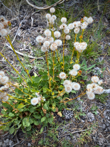 iNaturalist observation photo of Rocky Mountain groundsel