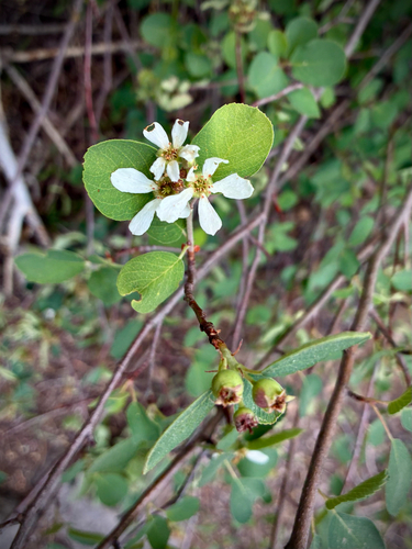 iNaturalist observation photo of Saskatoon