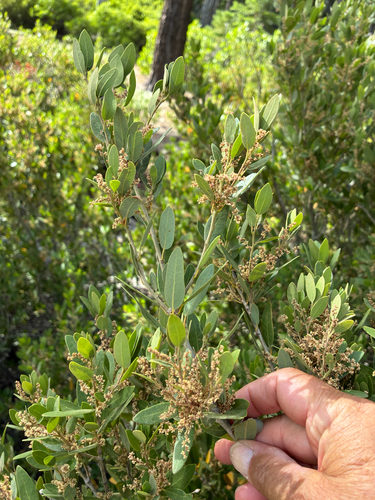 iNaturalist observation photo of huckleberry oak