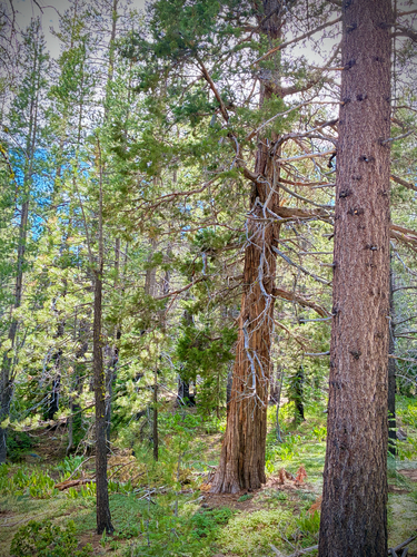 iNaturalist observation photo of Sierra juniper