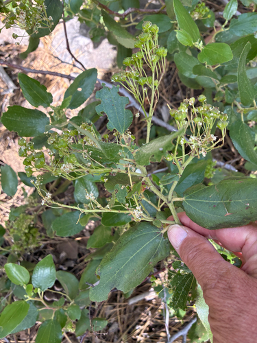 iNaturalist observation photo of Snowbrush Ceanothus