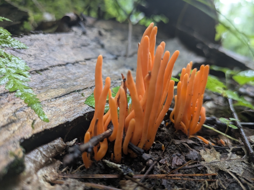 Orange Spindle · July 2026 · photo: Photo: (c) Court Harding, some rights reserved (CC BY) · iNaturalist