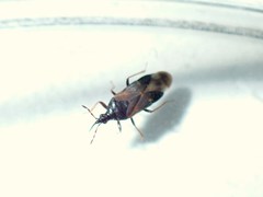 Anthocoris confusus