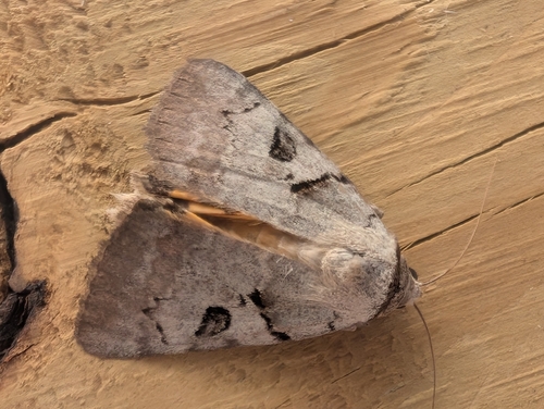 Abbreviated Underwing photo 3