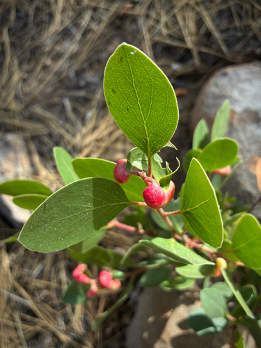 iNaturalist observation photo of Manzanita Leafgall Aphid