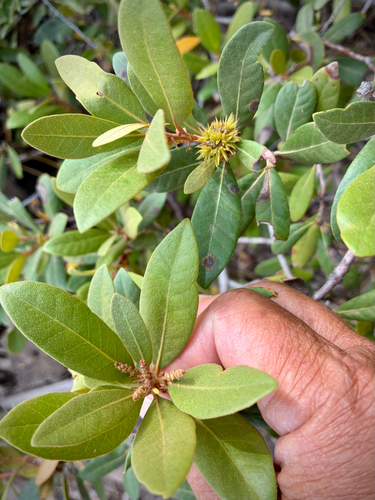 iNaturalist observation photo of bush chinquapin
