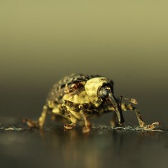 Cionus scrophulariae