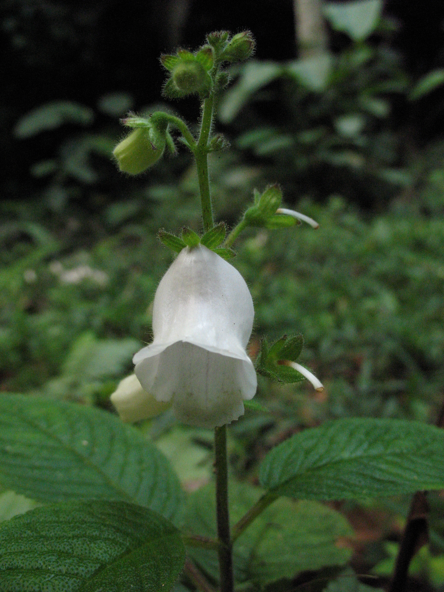 Gloxiniopsis racemosa