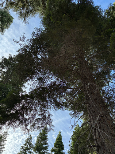 iNaturalist observation photo of white fir